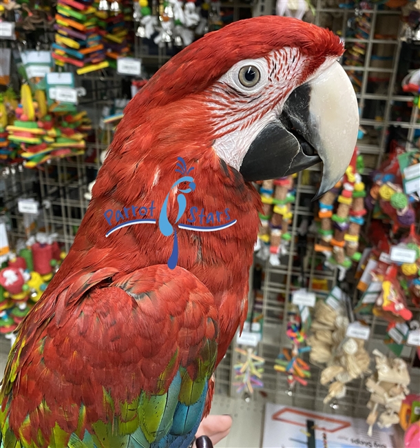 Green Wing Macaw - Male