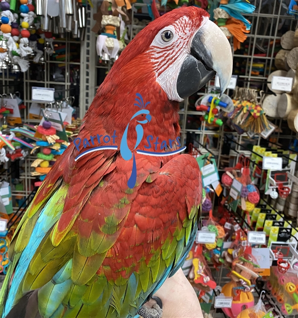 Green Wing Macaw - Male