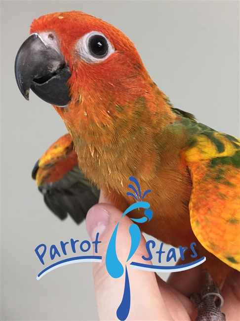 Red Factor Sun Conure