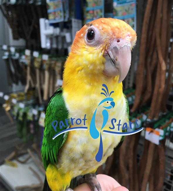 White Bellied Caique