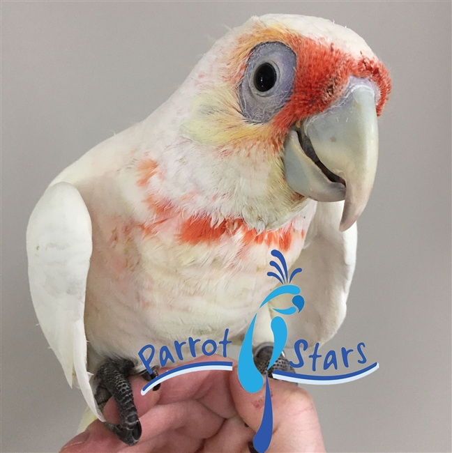 Slender-billed Cockatoo - Male