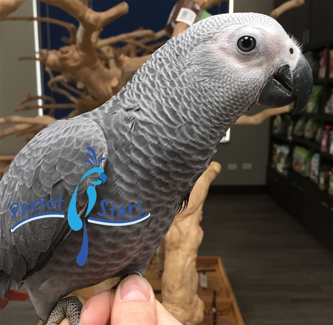 Congo African Grey