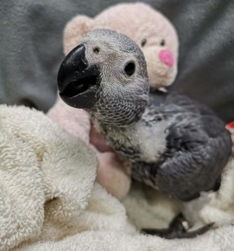 Congo African Grey