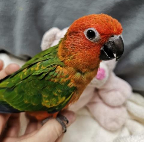 Red Factor Sun Conure