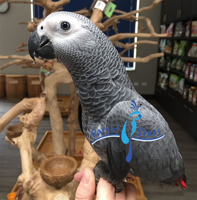 Congo African Grey