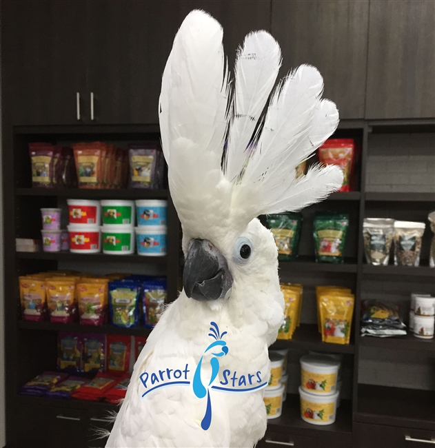 Umbrella Cockatoo