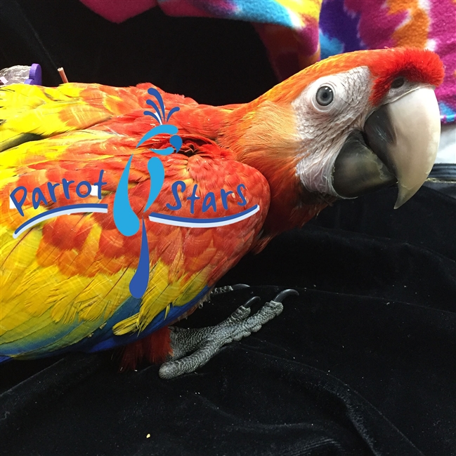 Scarlet Macaw - Male