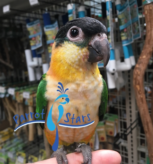 Black Headed Caique - Female