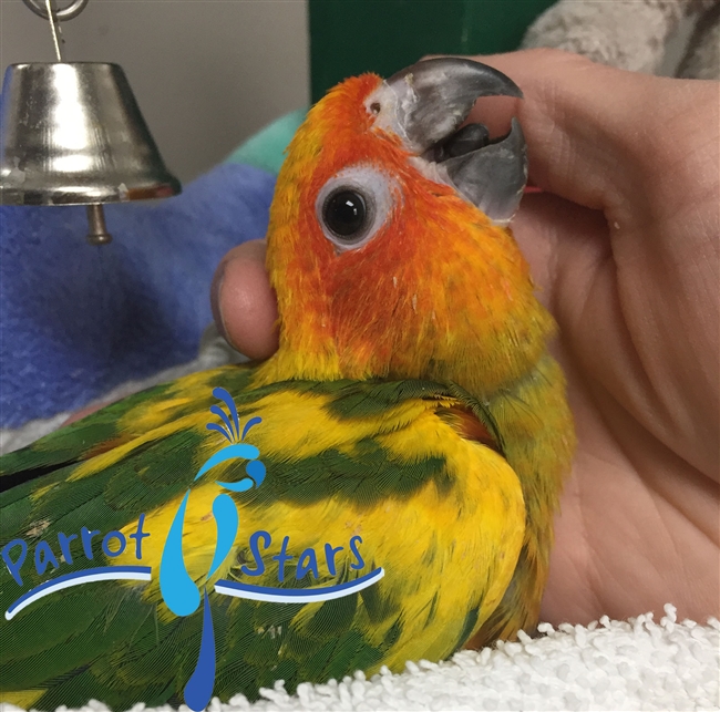 Sun Conure