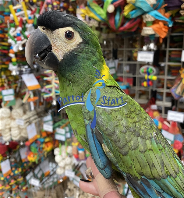 Yellow Collar Macaw