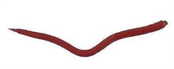 Berkley Gulp Saltwater Series Bloodworm (T3-36)