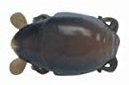 Berkley Gulp Saltwater Series Sand Crab Flea (T3-41)