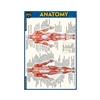 Anatomy Chart - Compact