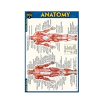 Anatomy - Compact
