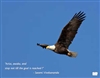 Soaring Eagle Poster