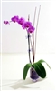 Large orchid