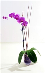 Large orchid