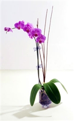 Small orchid