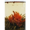 Green Hill Blooming Flower Tea - Lily Osmanthus