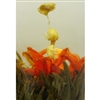 fairy lily blooming tea