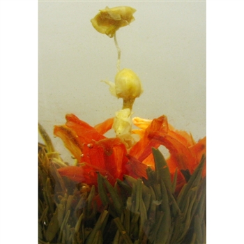 fairy lily blooming tea