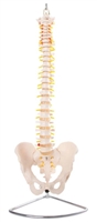 manual handling spinal column on stand