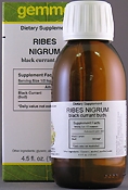Ribes Nigrum black currant buds