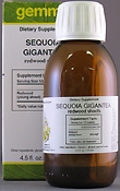 Sequoia Gigantea redwood shoots