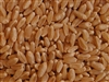 Organic Hard White Wheat (kernels)