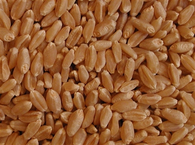 Organic Hard White Wheat (kernels)