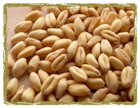 Organic Soft White Wheat (kernels)