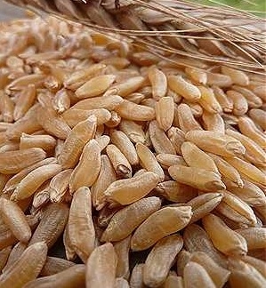 Organic Durum Wheat (kernals)