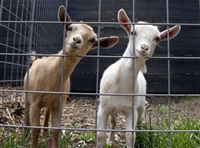 Organic Goat Feed 14%