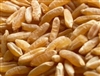 Organic KAMUT  khorasan Wheat Kernels- Food Grade, SPROUTABLE - 25lb bag
