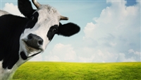 Organic dairy SOY-FREE, Lactating 14%