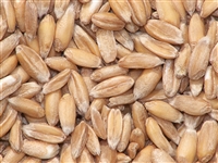 Organic Spelt (kernels)