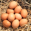 Eggs Dozen
