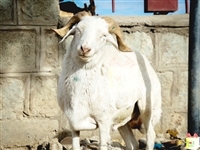 Large Sheep áˆ™áŠ­á‰µ á‰ áŒ