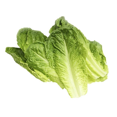 Lettuce