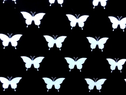 Black & White BUTTERFLIES NEW!