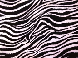 Black & White Zebra