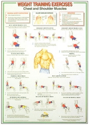 Chest and Shoulder Muscles Chart