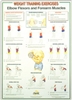 Elbow Flexors and Forearm Muscles Chart