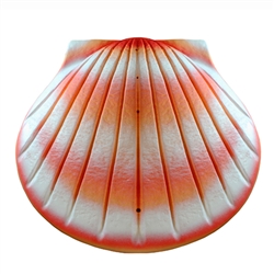 Coral Shell