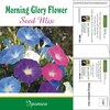 Morning Glory Seed Packets | Custom & Mailable | High Germination Rate