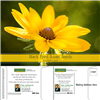 Black Eyed Susan Mailable Seed Packets | Customizable & Eco-Friendly