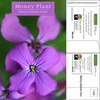 Lunaria Money Plant Mailable Seed Packets | Customizable | 1 oz. Postage Rate