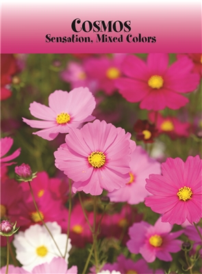 Cosmos Sensation Custom Printed Seed Packets