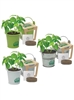 Custom Mini Pail Blossom Kits | Seed Grow Promotional Gifts