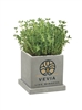 Stone Blossom Kit | Cement Indoor Planter with Seed Packet